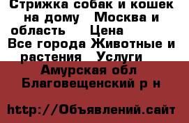 Стрижка собак и кошек на дому.  Москва и область.  › Цена ­ 1 200 - Все города Животные и растения » Услуги   . Амурская обл.,Благовещенский р-н